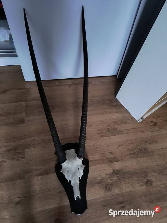 Czaszka antylopy oryks z porożem Gliwice