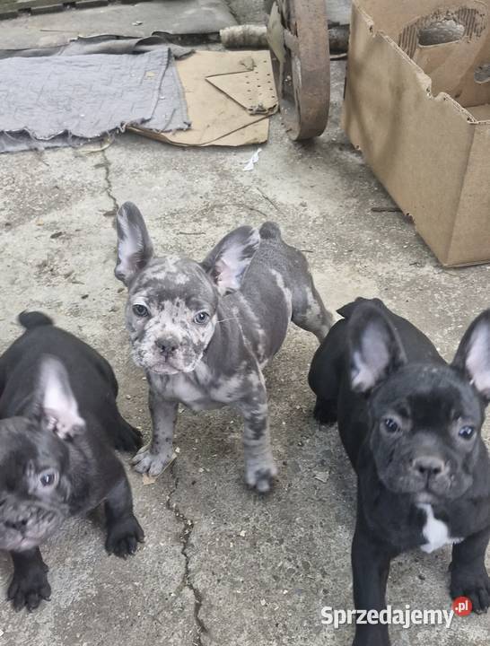 Buldog francuski blue merle Warszawa