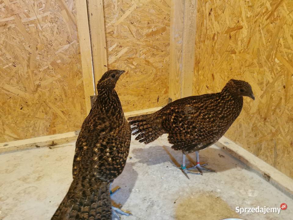 Bażanty Tragopan SATYR Tragopan czerwony Ptaki z Ptaki sprzedam