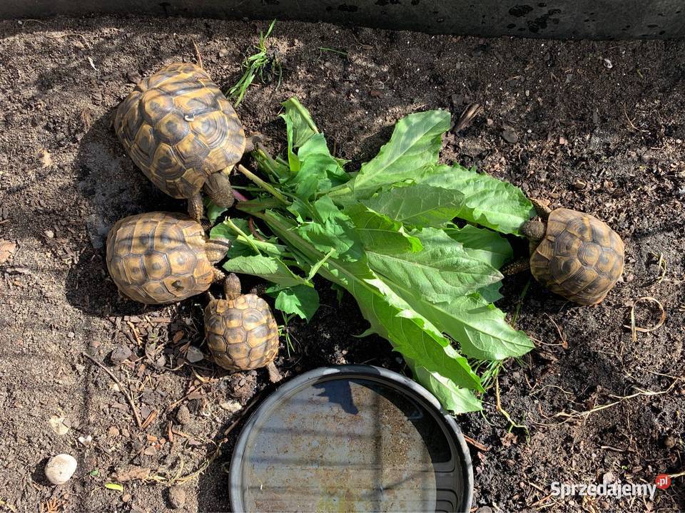 Żółw grecki żółwie greckie Warszawa