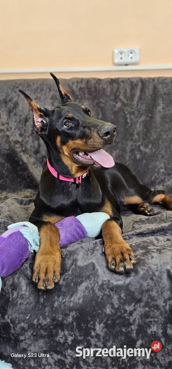 Szczeniak dobermana Skierniewice