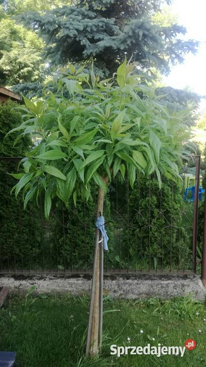 Chitala taszkinecka katalpa szczeiona na pniu w Liściaste Puławy