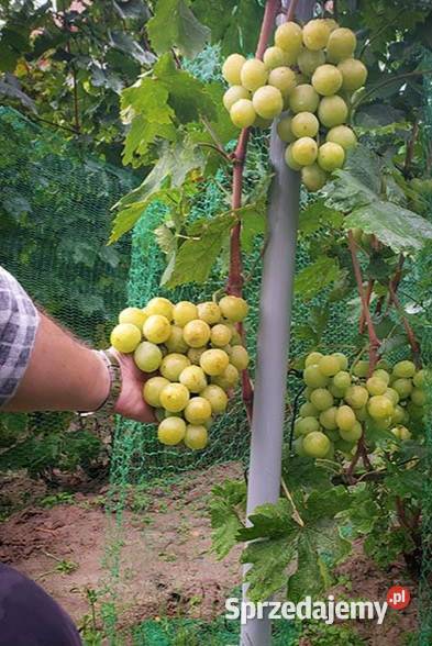 Sadzonki winorośli deserowych Świdnik sprzedam