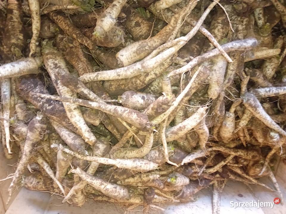 Sprzedam pietruszkę