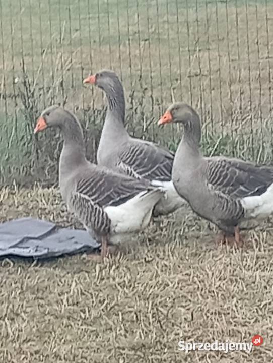 Gęsi landers i garbonose żywe i tuszki Lubiszyn