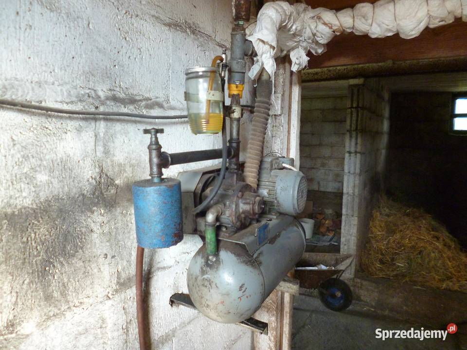 Dojarka czeska Czarna Wielka