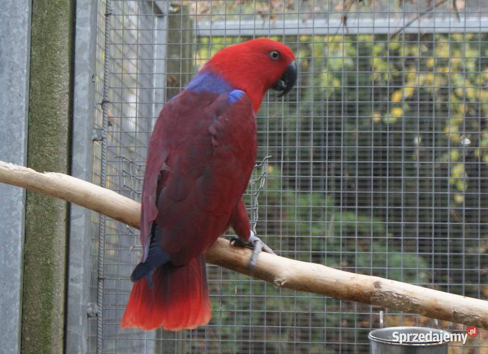 Lora Wielka Krzepice sprzedam