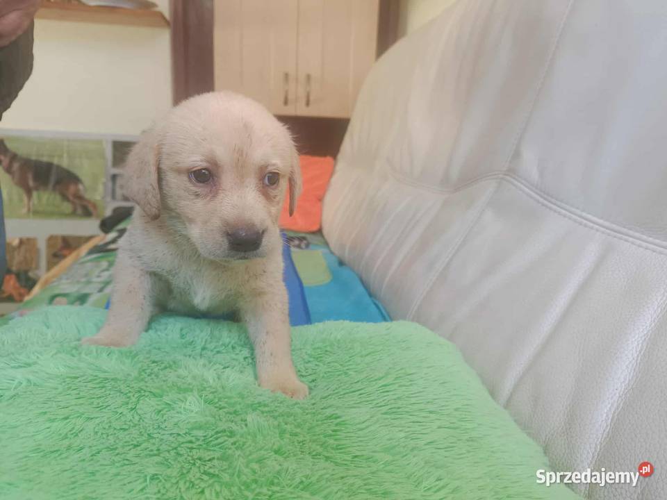 Labrador szczeniak Bielsko Biała Labrador Bielsko-Biała