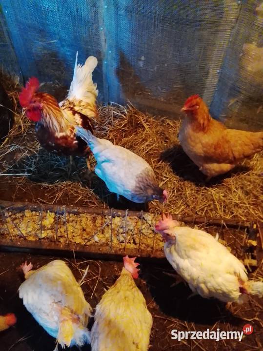 Sprzedam kury nioski Lubiszyn