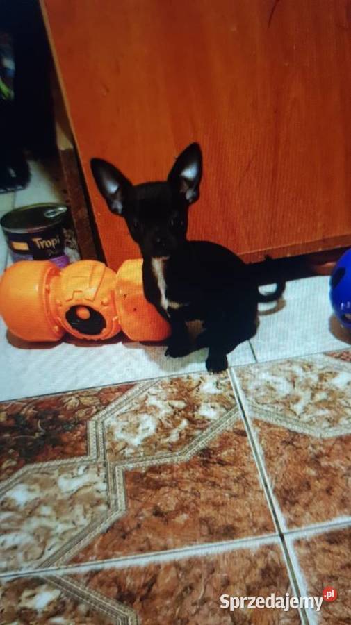 Piesek pinczerek Warszawa