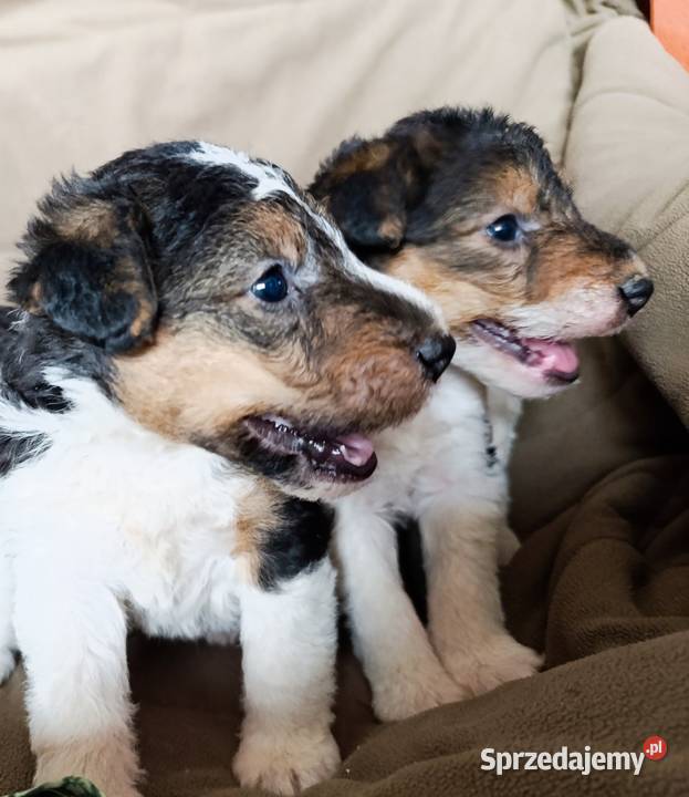 Foksterier tricolor szorstkowłosy sprzedam