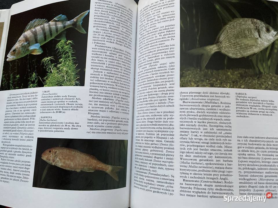 HISTORIA NATURALNA Gady Plazy Ryby Bezkregowce