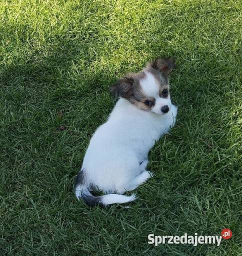 Dwumiesięczne szczenięta chihuahua długowłose z