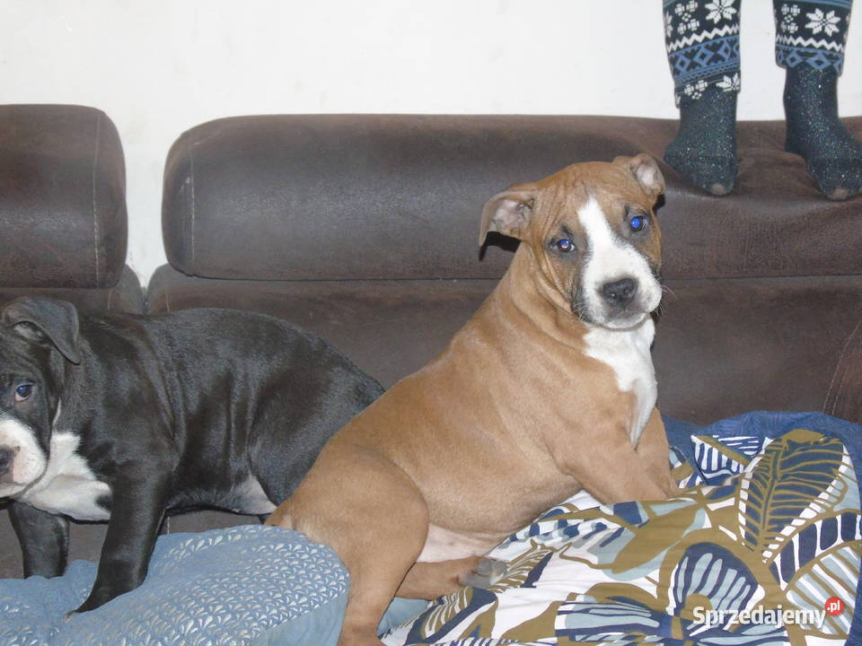 American Staffordshire Terrier Amstaff FCI Milicz sprzedam