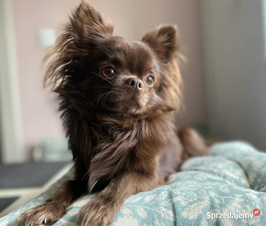 Piekny reproduktor Chihuahua długowłosy Piła