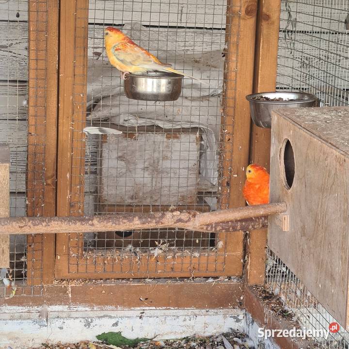 Swiergoty Szymanowice