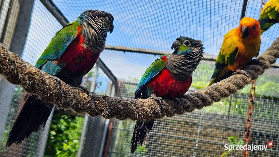 Rudosterki czerwonobrzuche