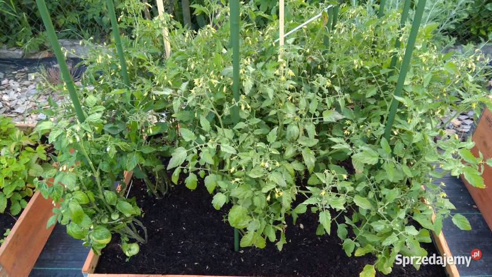 Działka rekreacyjna ROD Tulipan Bulwarowa Nowa Kraków