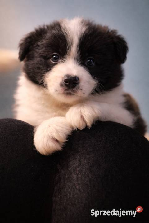Border collie szczenieta GOTOWE DO ODBIORU wielkopolskie Łobżenica sprzedam