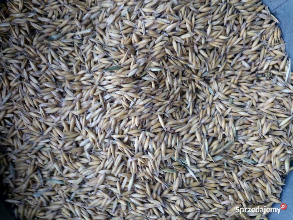 WarzywaZboża z małego gospodarstwa mazowieckie Łosice