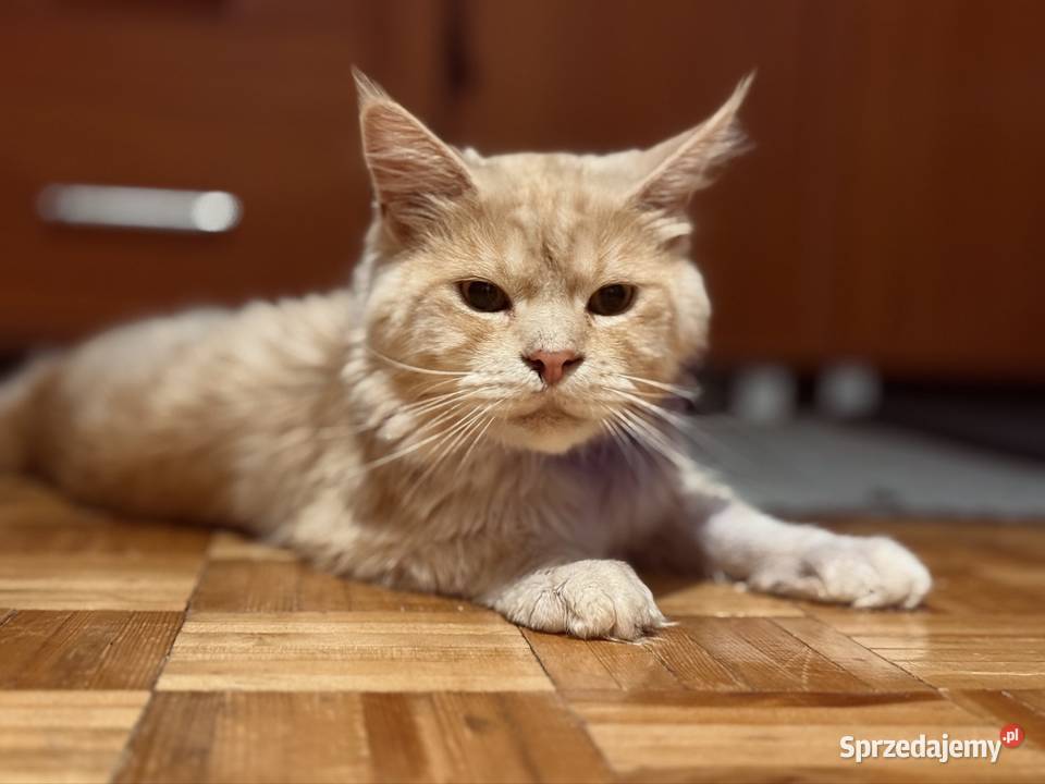 Reproduktor Maine Coon dolnośląskie sprzedam