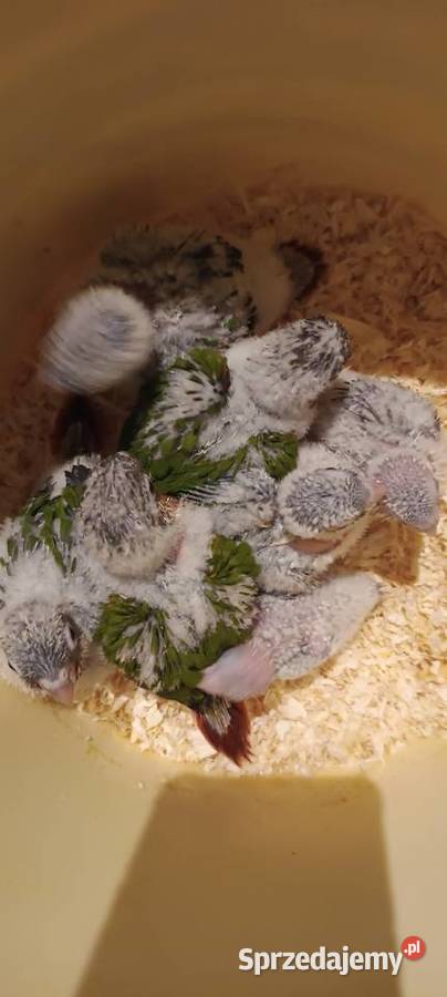 Papugi rudosterki ręcznie karmione Tychy