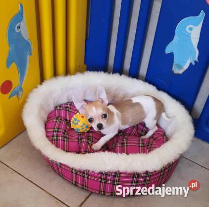 Chihuahua piesek z rodowodem Nelson biały w Częstochowa sprzedam