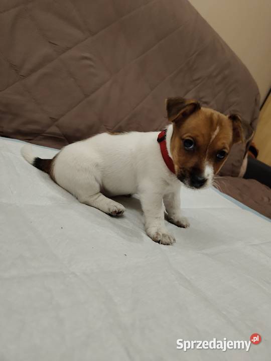 Jack Russell Terrier suczka Pabianice