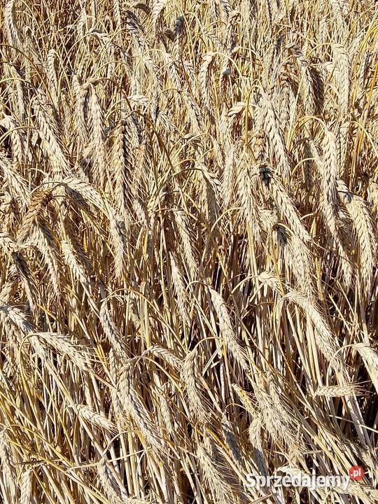 Pszenżyto suche czyste zbiór 2025 Trębowiec-Krupów