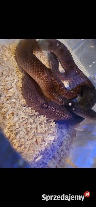 Waz mahoniowy Koszalin sprzedam