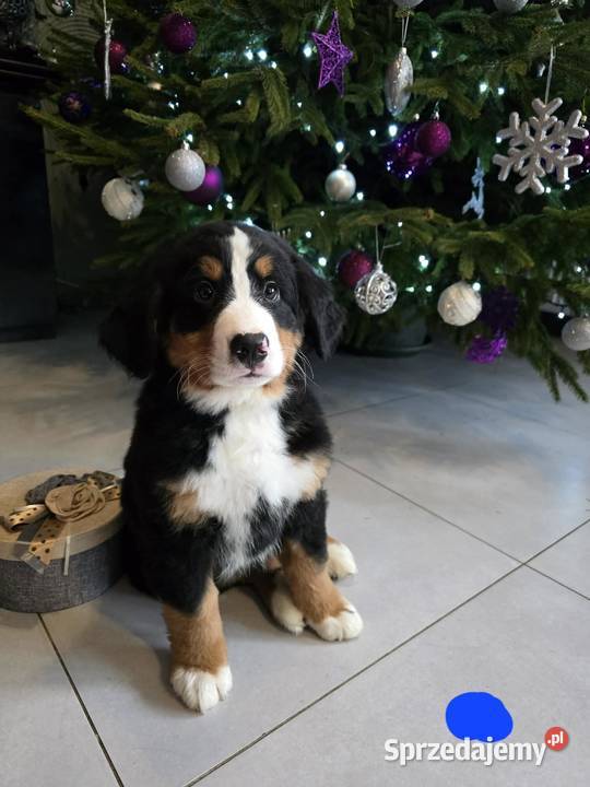 Berneńczyk czyli Berneński Pies Pasterski