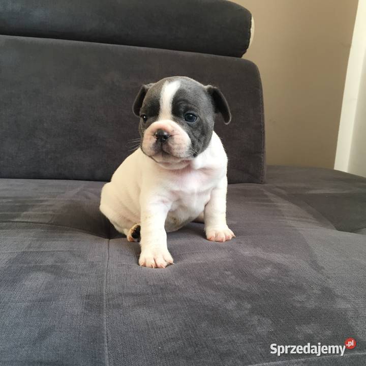 Buldog francuski szczeniaki małopolskie Przeciszów