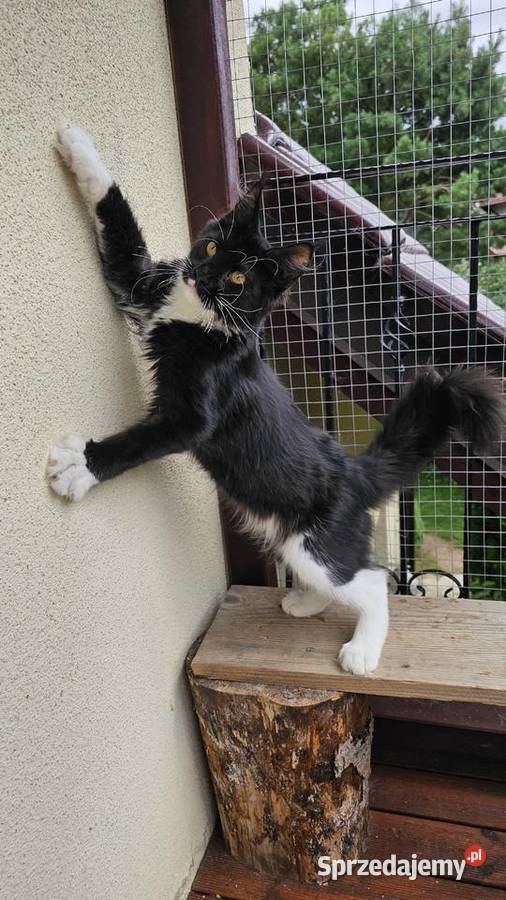 Czarno biały kocurek Maine Coon FPL Gdańsk