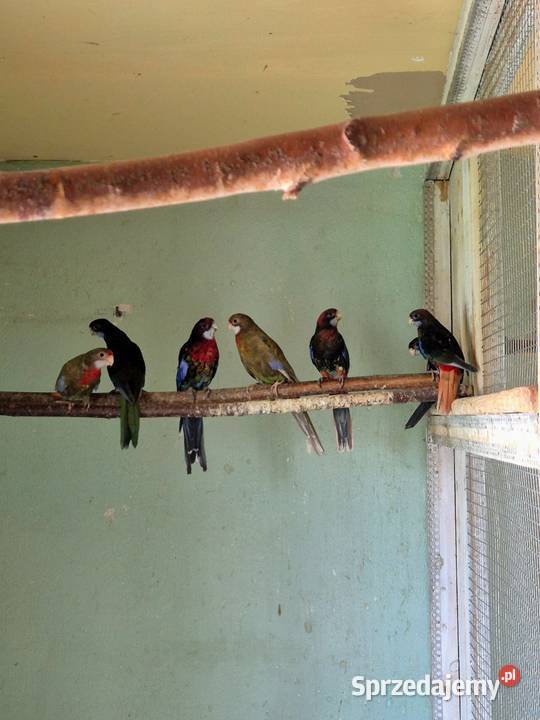 Rozelle Białolice Czarne tegoroczne Sędziszów Małopolski