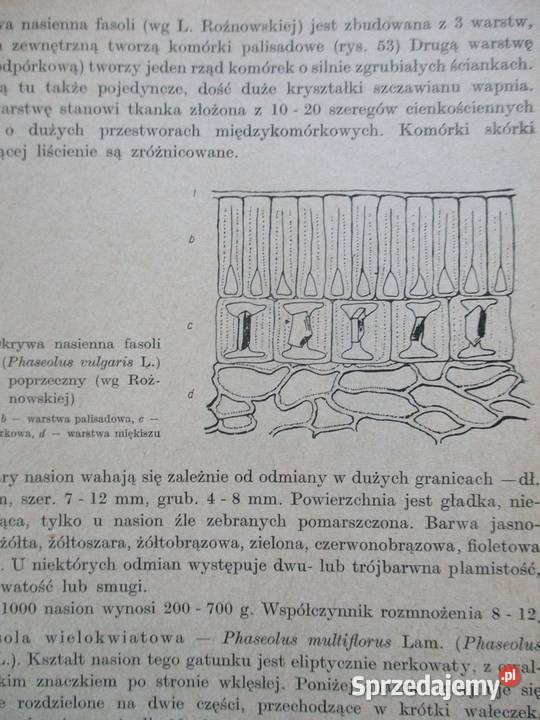 Biologia nasion i nasiennictwo Rosliny lecznicze Łódź sprzedam