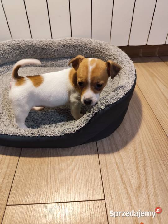 Jack Russell terrier łódzkie Piątek