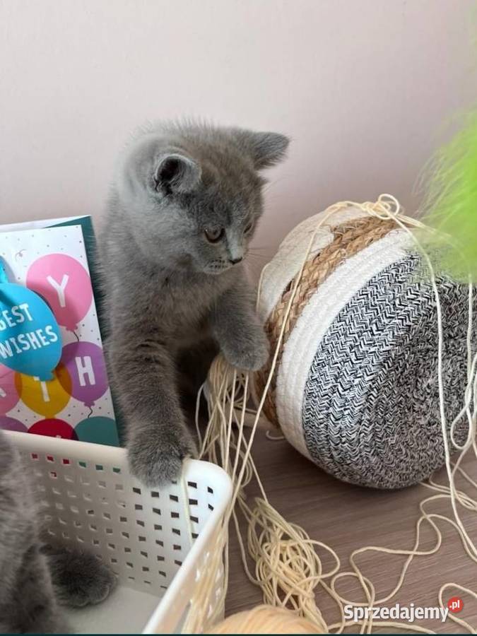 Kotka Brytyjska Krótkowłosa dolnośląskie Długołęka