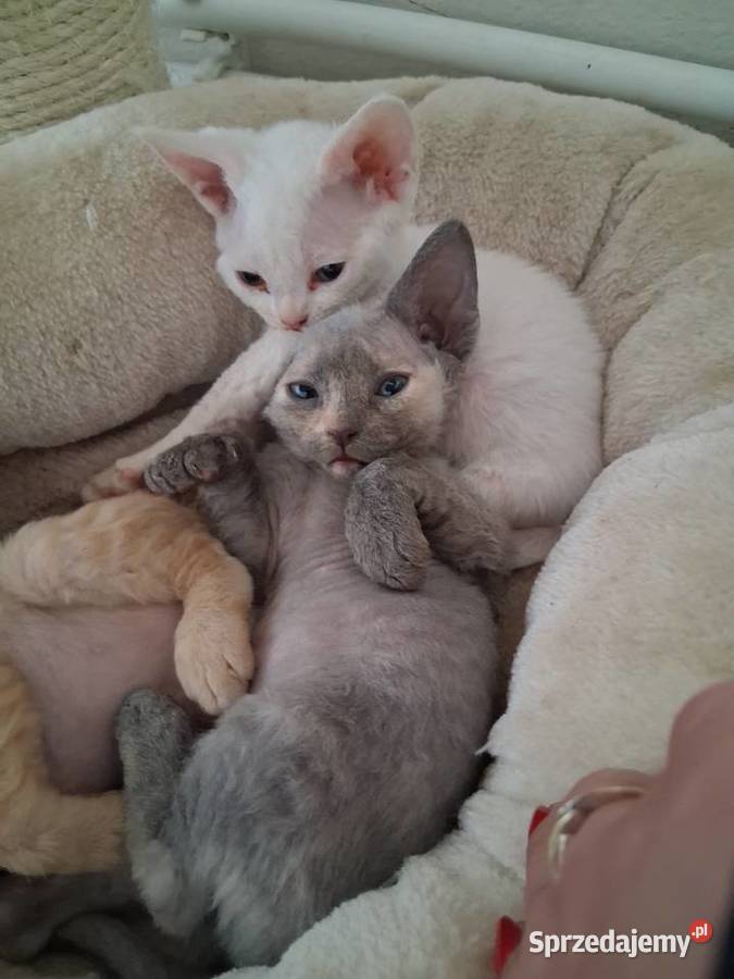 BiaŁa dziewczynka devon rex FPL Wrocław sprzedam
