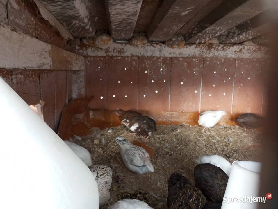 Sprzedam przepiórki Olechów Stary sprzedam