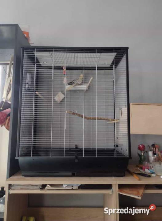 Samiec nimfy młody Grudziądz