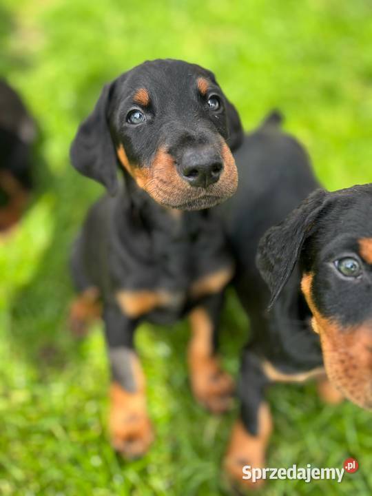 Doberman szczeniak z rodowodem Biłgoraj