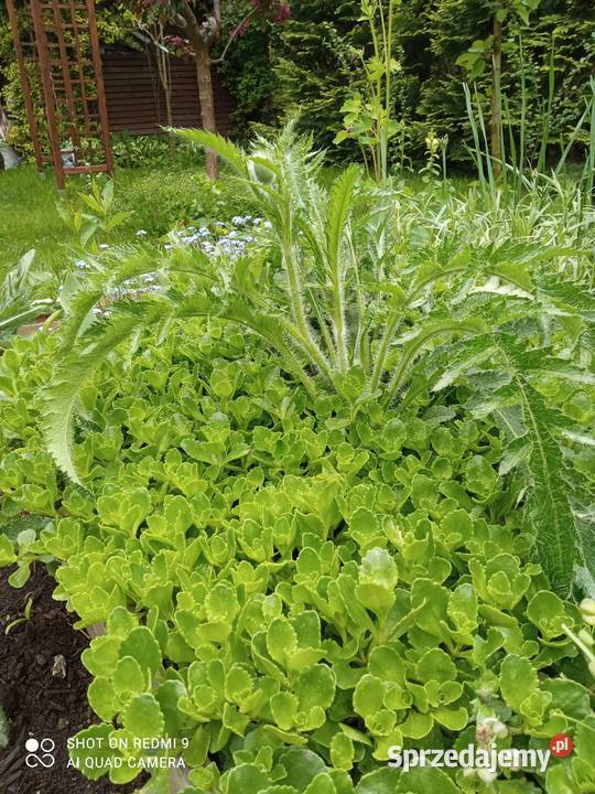 Rozchodnik kaukadki małopolskie Nowy Sącz