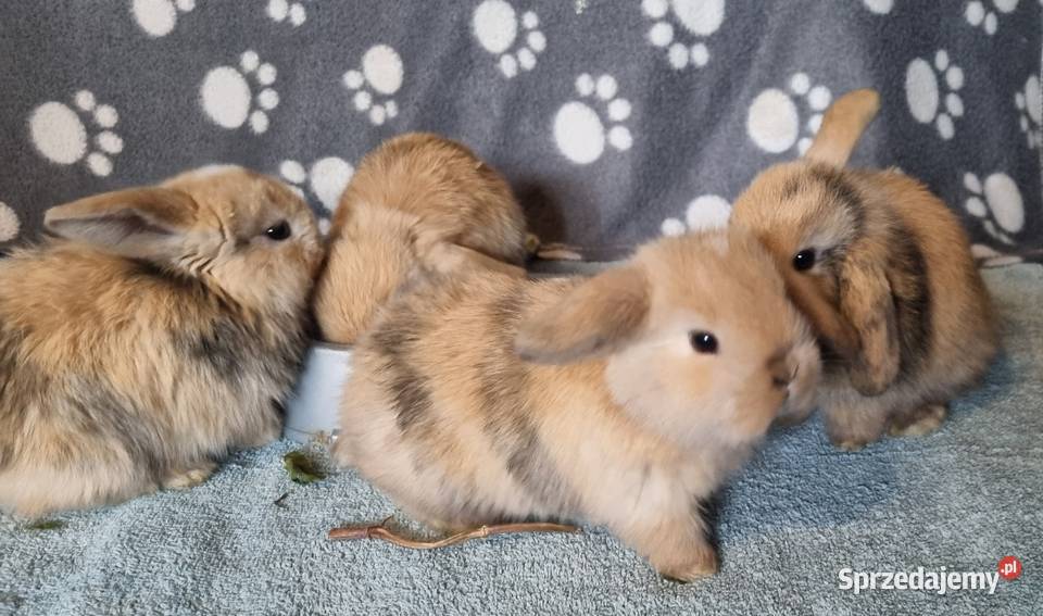 Królik baranek mini lop Pyrzowice