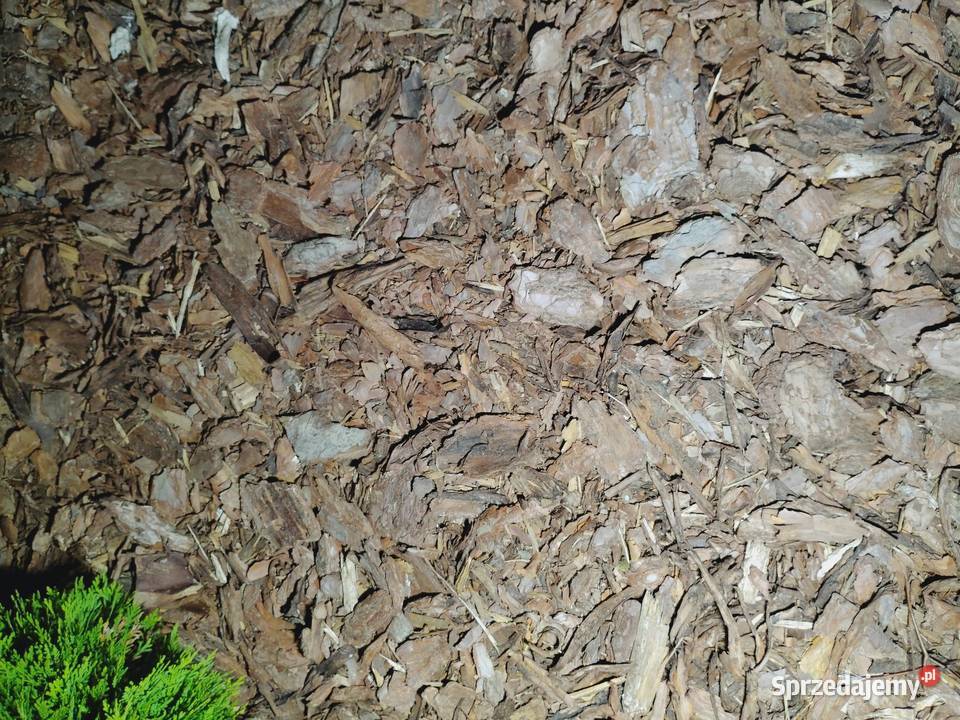 Kora ogrodowa średnia sprzedam