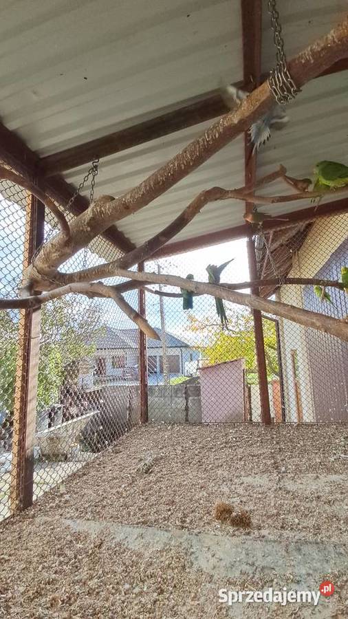 Sprzedam papugi barabandy aleksandrety zeberki Pińczów