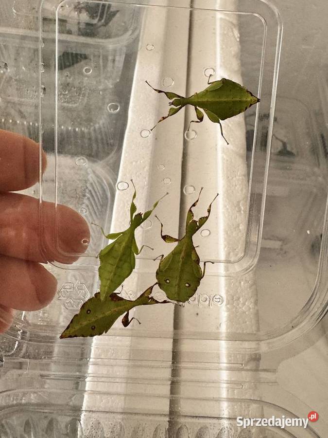 Phyllium gardabagusi Argopuro Java Indonezja