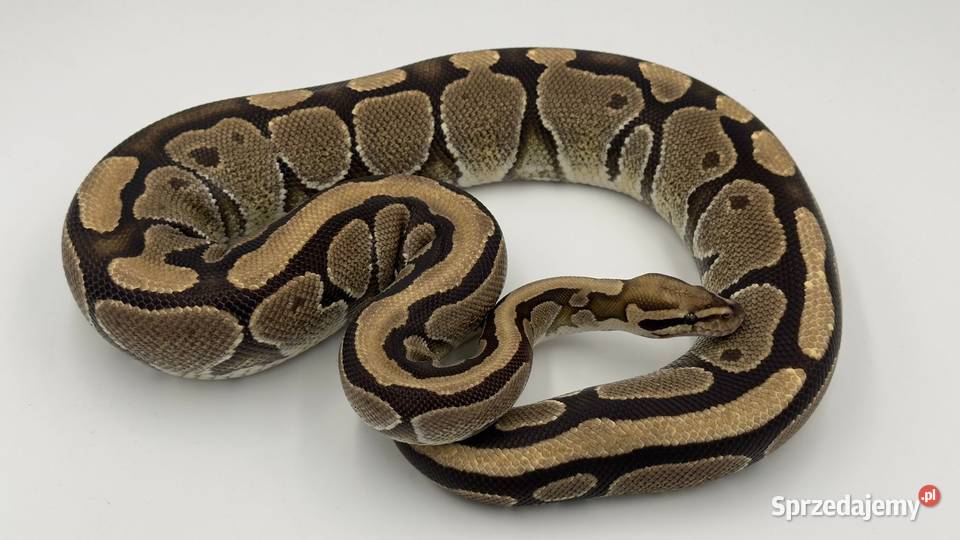 Vanilla samica Pyton królewski regius wąż gad Chorzów sprzedam