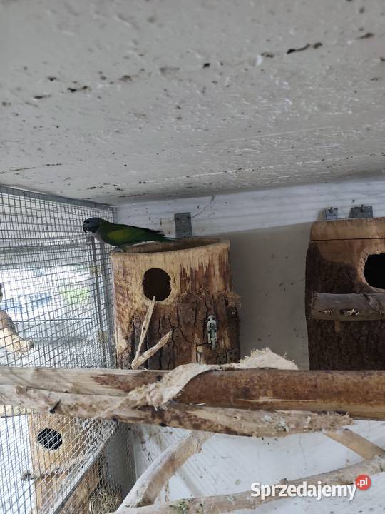 Akeksandretta chińska dorosła samica Pszczyna sprzedam