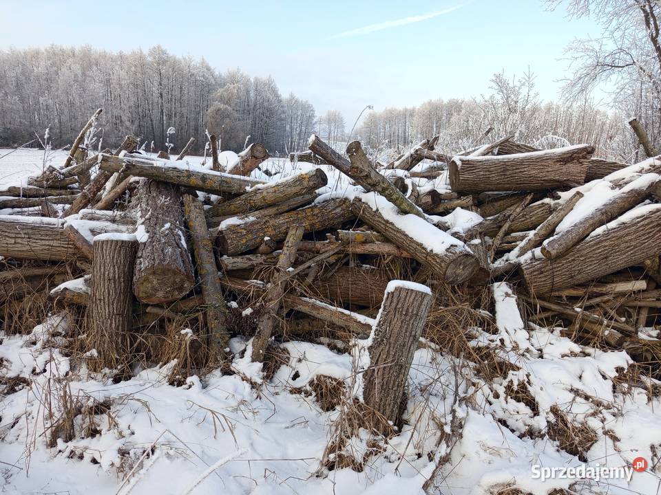 Drzewo opałowe Pozostałe Lubień Kujawski