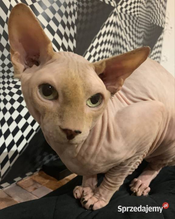 Sfinks Kanadyjski Reproduktor Leszno